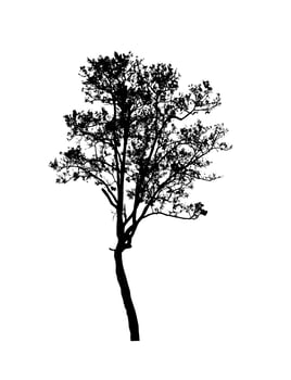 Tree silhouette for brush on white background photo