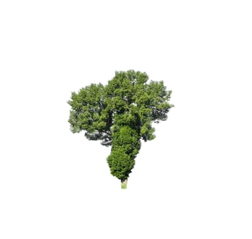 Tree isolated on white background. photo