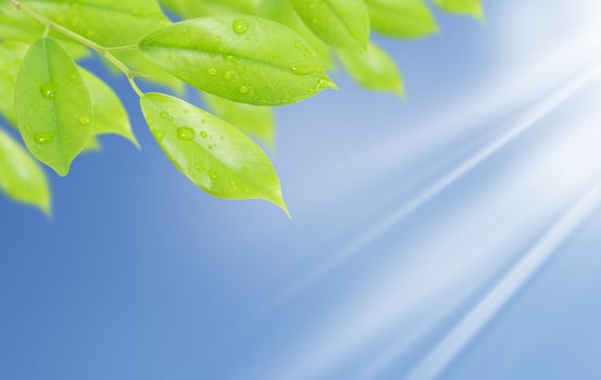 green leaf with drops of water with natural background photo