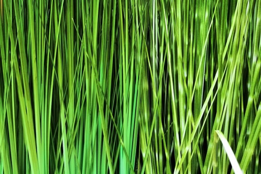 Fresh green grass close-up background or texture photo
