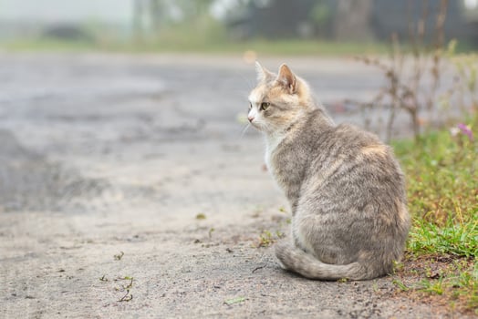Gray striped cat walks on a leash on green grass outdoors. photo