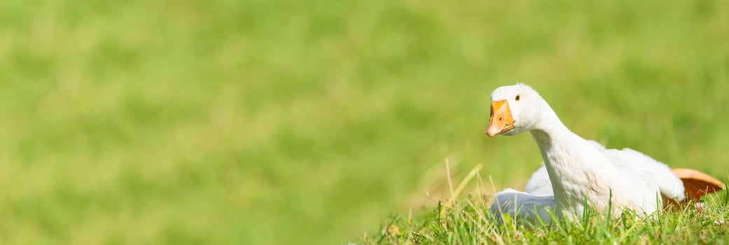 side view of white goose standing on green grass.. photo