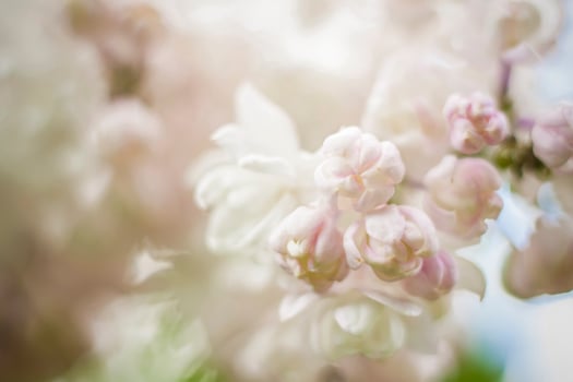 Beautiful and fragrant lilac in the garden. A close-up with a copy of the space, shot on a macro with a background blur for the wallpaper as the background. Natural wallpaper. Selective focus. photo