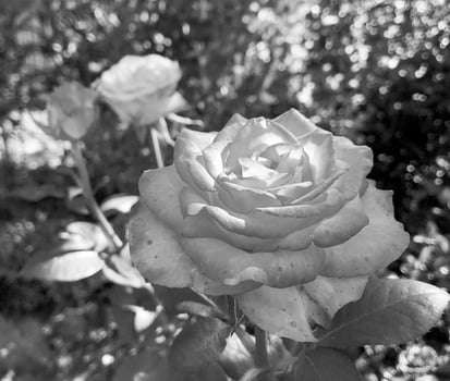 Bouquet wildflowers prickly rose blooming in garden photo