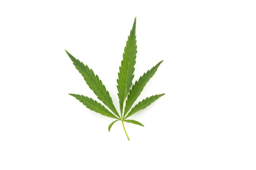 cannabis leaf on a white background. Green twig of hemp photo