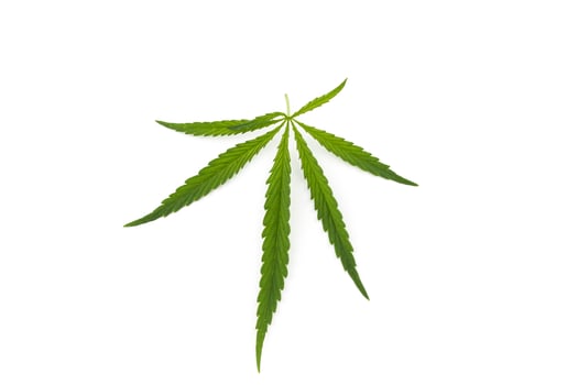 cannabis leaf on a white background. Green twig of hemp photo