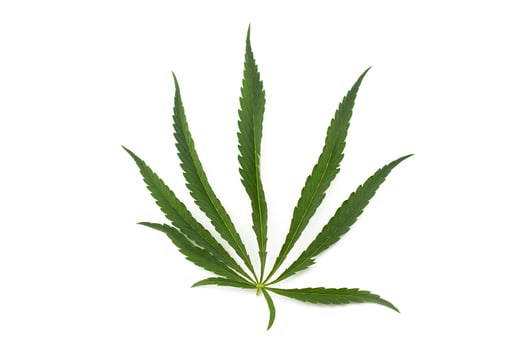 cannabis leaf on a white background. Green twig of hemp photo