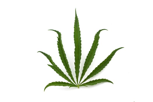 cannabis leaf on a white background. Green twig of hemp photo