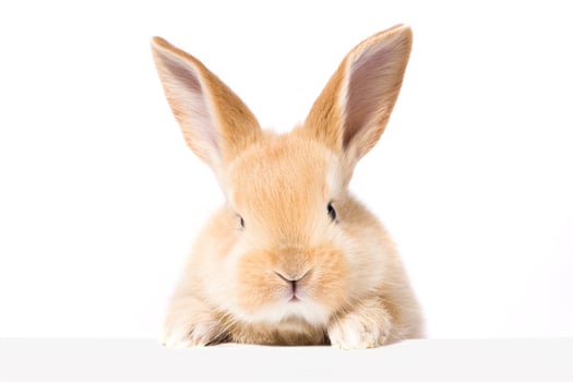 Head of a ginger rabbit on a white background. Decorative hare. Easter concept. photo