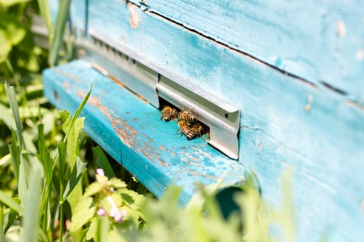 Bees fly out of Ulick on a Sunny day. Bees bring honey to the evidence close up photo