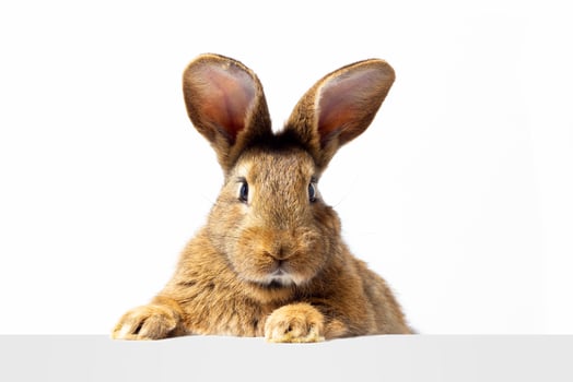 Red fluffy rabbit looks at the sign. Isolated on white background Easter bunny. Red hare for advertising. photo