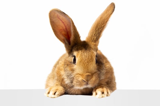 Red fluffy rabbit looks at the sign. Isolated on white background Easter bunny. Red hare for advertising. photo