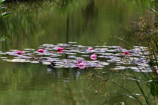 Bright water lily flowers and large green leaves on a lake in Israel photo