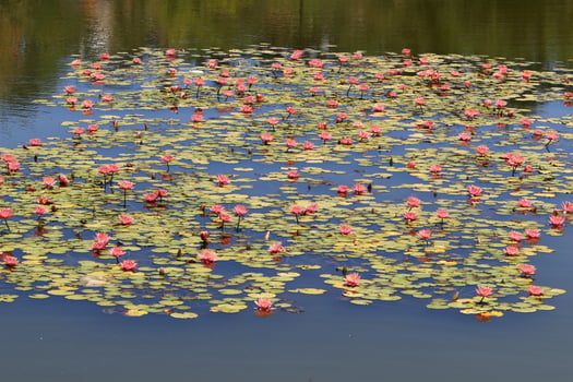 Bright water lily flowers and large green leaves on a lake in Israel photo