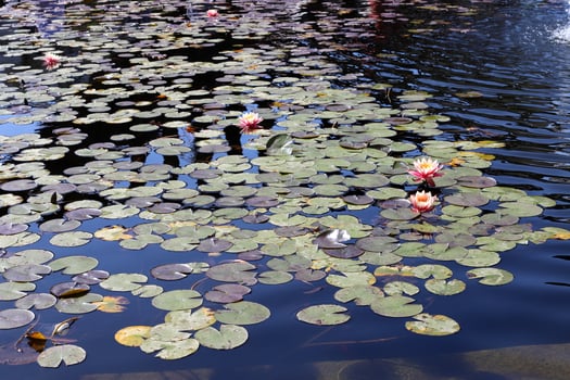Bright water lily flowers and large green leaves on a lake in Israel photo