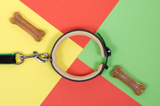 Accessories for Pets. Treat, collar, leash on a red yellow green background photo