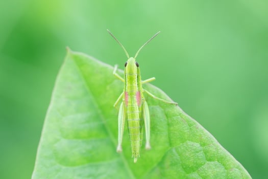Grasshopper in the grass- close up view photo