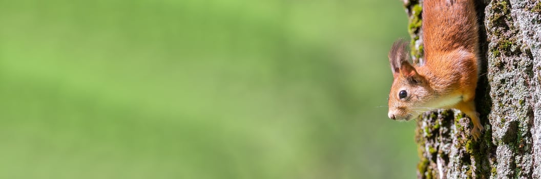 Red squirrel sits in the grass. photo