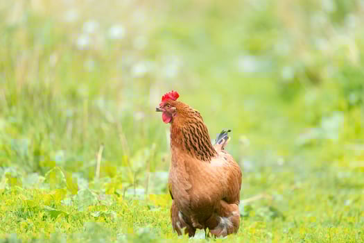 healthy chicken in the garden. photo