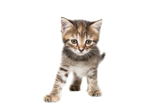 Gray kitten isolated on a white background.. photo