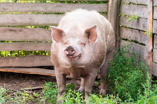 Pig farming raising and breeding of domestic pigs.. photo