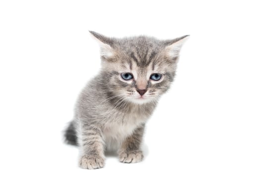 Gray kitten isolated on a white background. photo