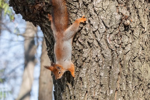 Squirrel in winter sits on a tree. photo