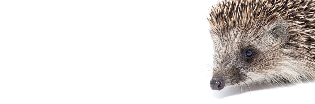 Hedgehog isolate on white background. photo