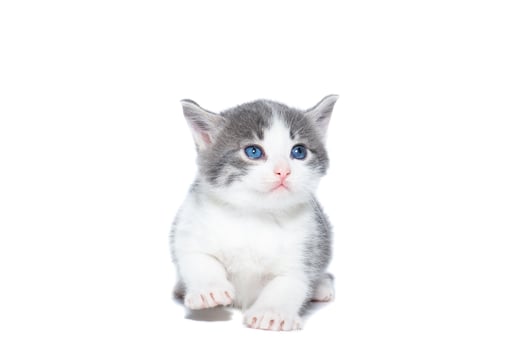 kitten on a white background. photo