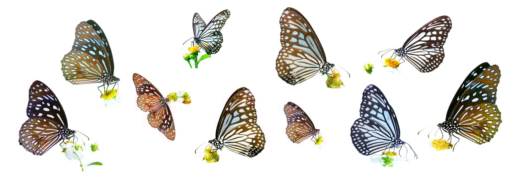 many types of butterflies on a white background. Butterfly found in Thailand photo
