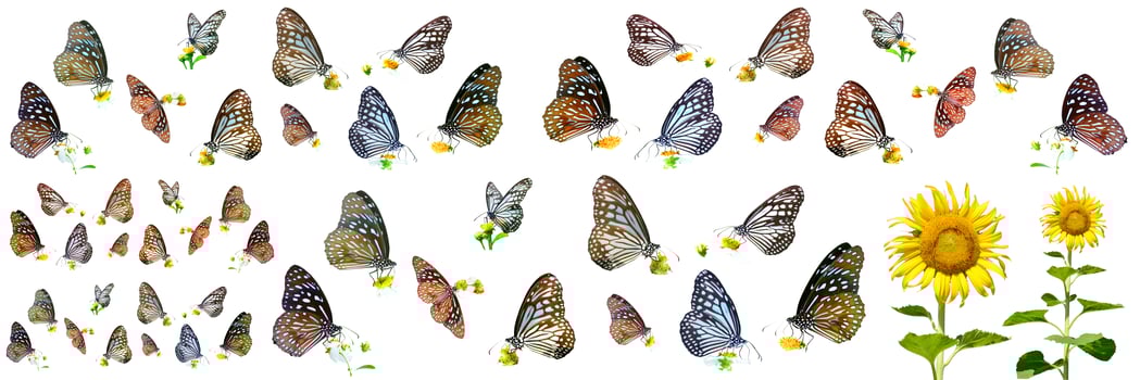 many types of butterflies on a white background. Butterfly found in Thailand photo