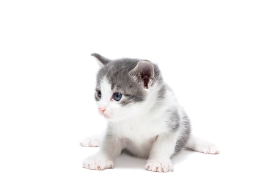 kitten on a white background photo