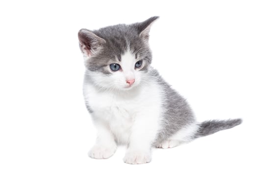 kitten on a white background. photo