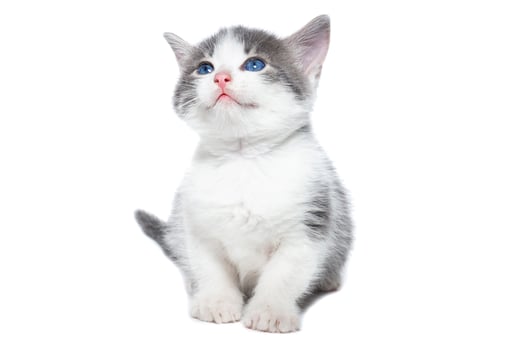 kitten on a white background.. photo