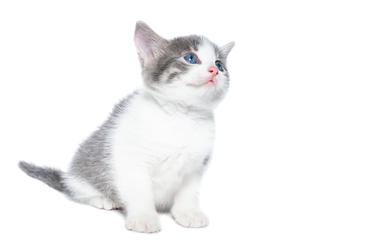kitten on a white background. photo