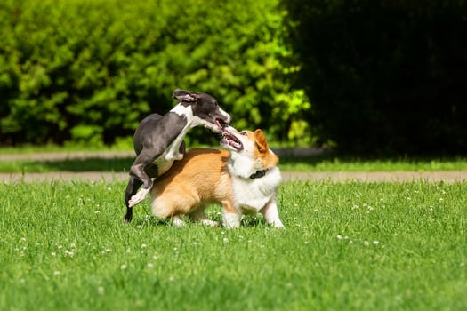 hound Greyhound and Corgi photo