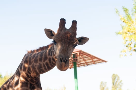 portrait of a giraffe photo