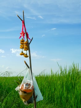 The offering for goddess of rice before harvest in Thailand photo