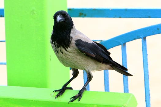 Hooded crow in a city park in Israel photo