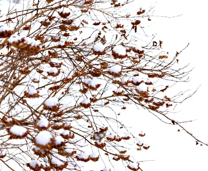 Dry brown bush branches in the snow close-up. Natural plant winter background photo