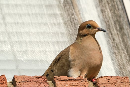 Mourning dove perched on a brick window sill photo