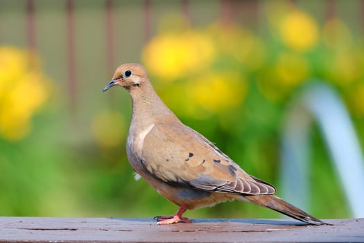 Mourning dove rests on deck on summer day photo