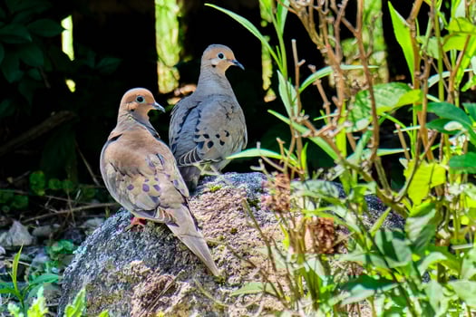 Pair of mourning doves keep watch of their nest above photo