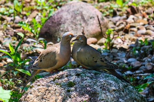Mourning doves showing affection photo