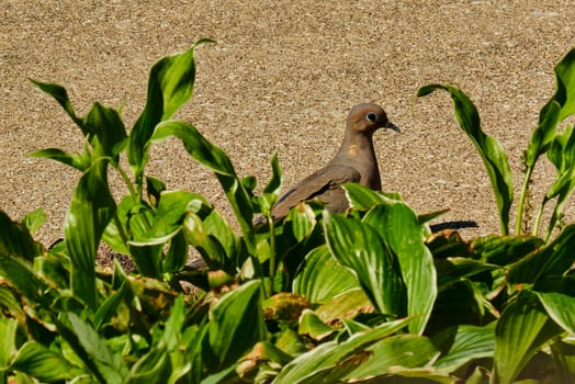 Mourning dove searches for food photo