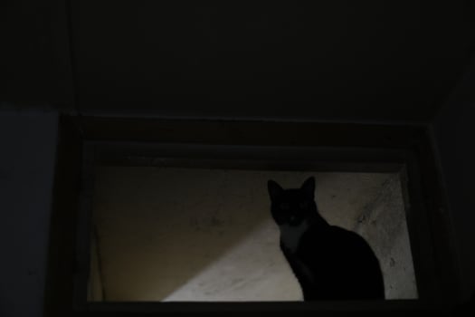 Cat at home in dark. Black cat in black room. Pet on shelf. photo