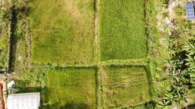 Aerial of view rice fillds. photo