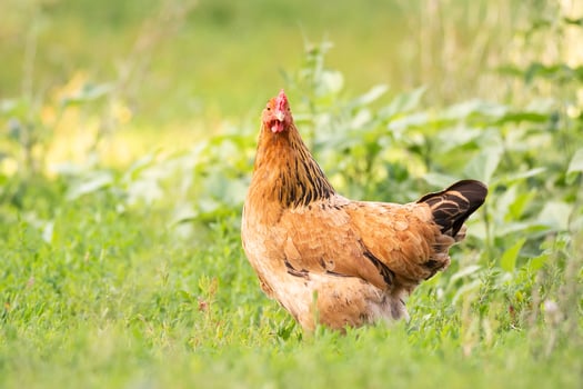 chicken on grass photo