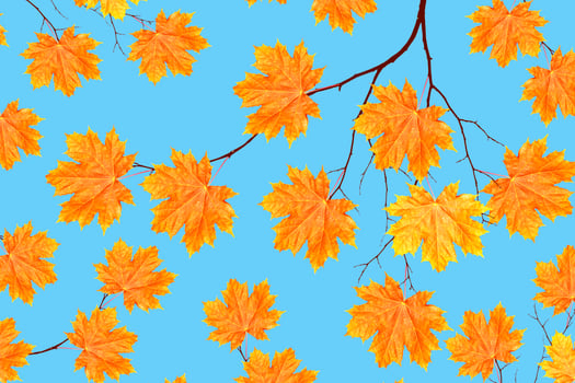 autumn landscape with bright colorful foliage. Indian summer. photo