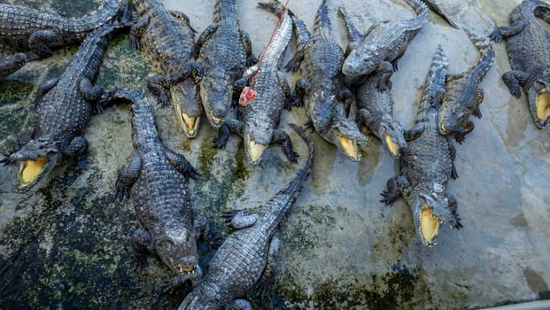 Several large crocodiles were hungry for food photo